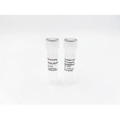 phospho-MLKL (S358) (6B4) Mouse mAb