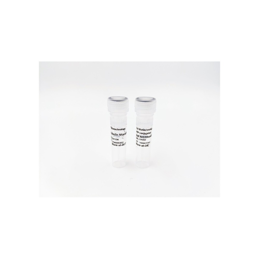 PUS3 rabbit pAb