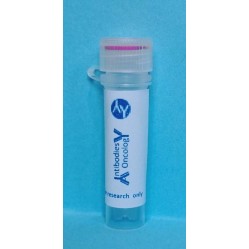 Anti-Fibronectin Rabbit pAb, Primary Antibody