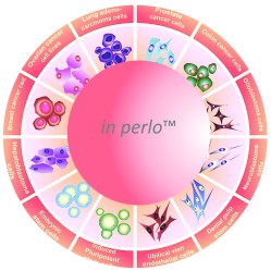 Universal 3D cell culture in perlo™ Plate