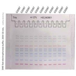 Pre-Cast Gel (4-12% Tris SwePAGE Tris SwePAGE -11-well)