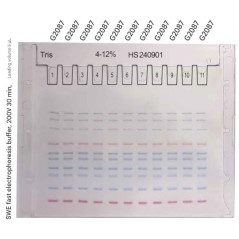 Pre-Cast Gel (4-12% Tris...