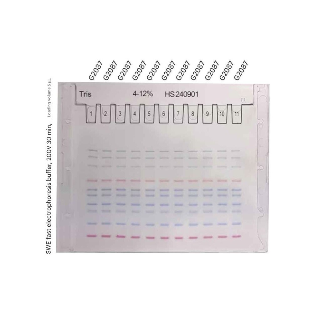 Pre-Cast Gel (4-12% Tris SwePAGE Tris SwePAGE -11-well)