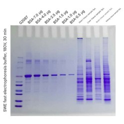 Pre-Cast Gel (4-12% Tris SwePAGE Tris SwePAGE -11-well)