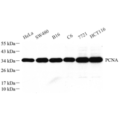 Anti-PCNA Rabbit pAb,...