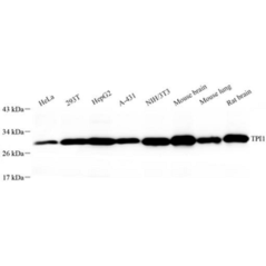 Anti-Triosephosphate...