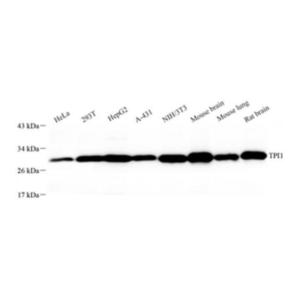 Anti-Triosephosphate isomerase Rabbit pAb, Primary Antibody