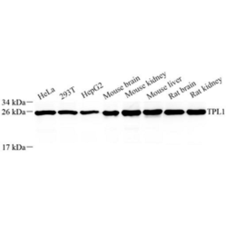 Anti-Triosephosphate isomerase Rabbit pAb, Primary Antibody