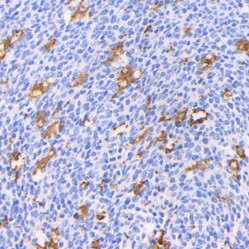 Recombinant Anti-Iba1 antibody (Mouse mAb), Primary Antibody