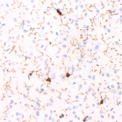Recombinant Anti-Iba1 antibody (Mouse mAb), Primary Antibody