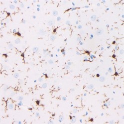Recombinant Anti-Iba1 antibody (Mouse mAb), Primary Antibody