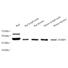 Anti-FOXP3 Rabbit pAb,...