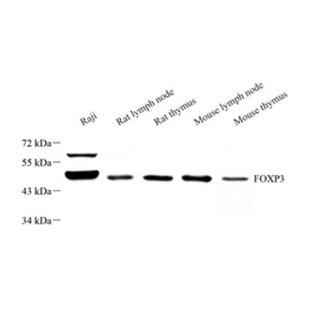 Anti-FOXP3 Rabbit pAb, Primary Antibody