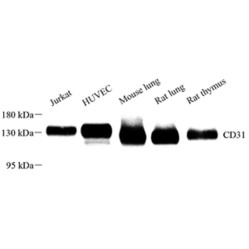 Anti-CD31 Rabbit pAb, Primary Antibody