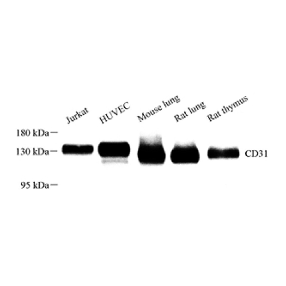 Anti-CD31 Rabbit pAb, Primary Antibody