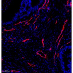 Anti-CD31 Rabbit pAb, Primary Antibody