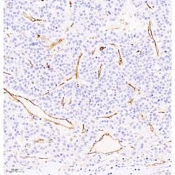 Anti-CD31 Rabbit pAb, Primary Antibody