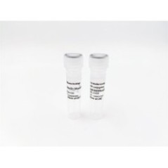 NU6M rabbit pAb