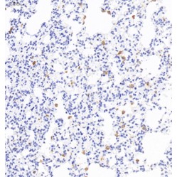 Anti-CD68 Rabbit pAb, Primary Antibody