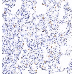 Anti-CD68 Rabbit pAb,...