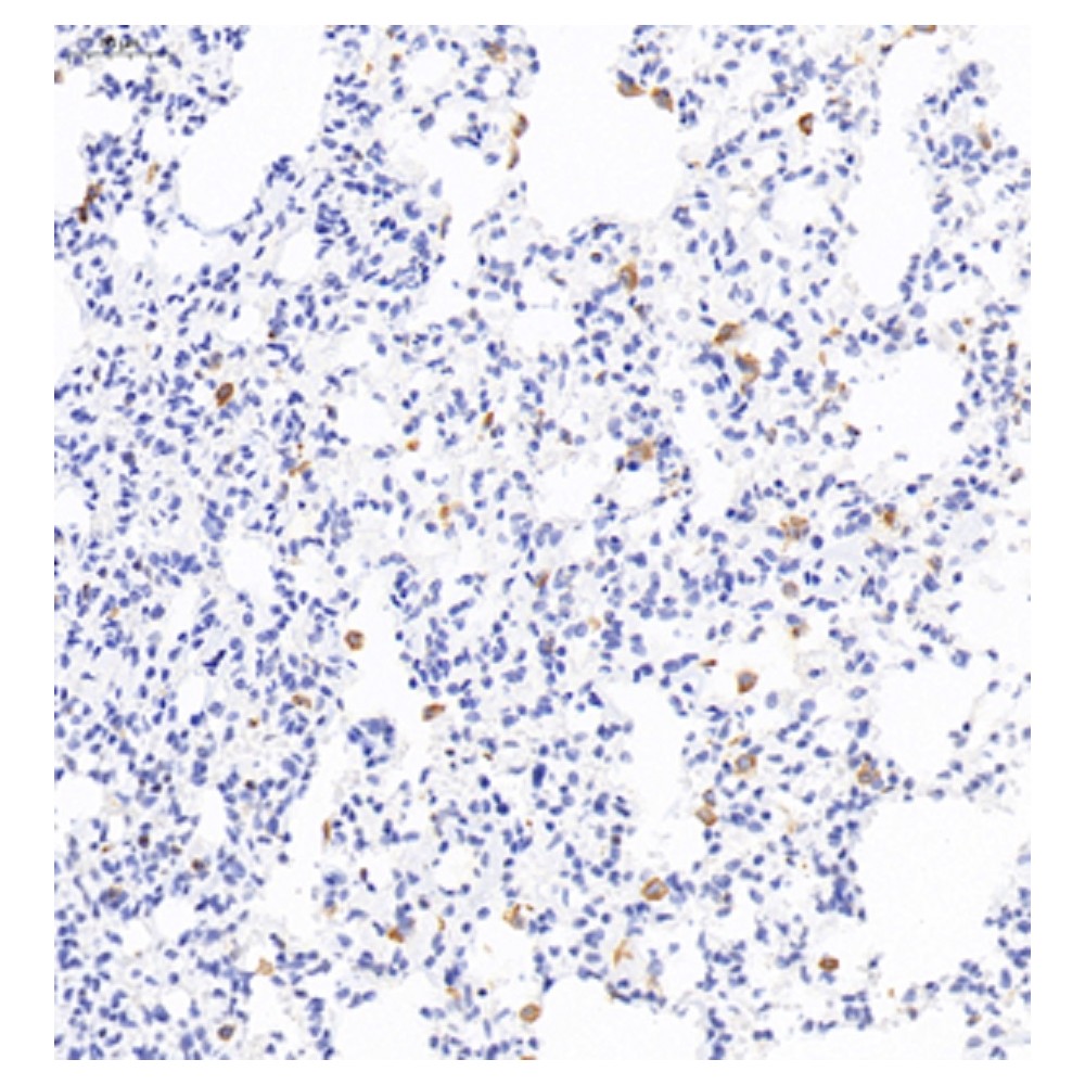 Anti-CD68 Rabbit pAb, Primary Antibody