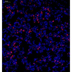 Anti-CD68 Rabbit pAb, Primary Antibody