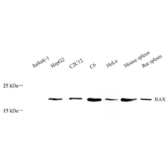 Anti-Bax Rabbit pAb,...