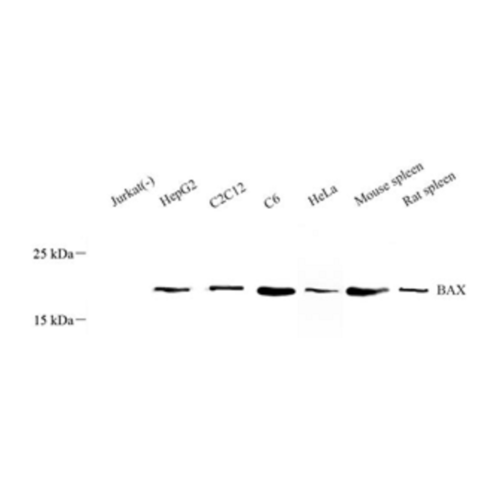 Anti-Bax Rabbit pAb, Primary Antibody