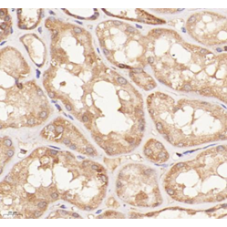 Anti-Bax Rabbit pAb, Primary Antibody