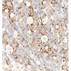 Recombinant Anti-Bax antibody (Rabbit mAb), Primary Antibody