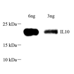 Anti-IL-10 Rabbit pAb, Primary Antibody