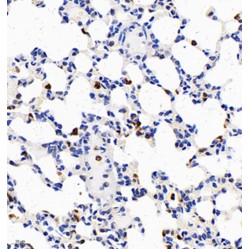 Anti-IL-10 Rabbit pAb, Primary Antibody