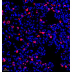 Anti-IL-10 Rabbit pAb, Primary Antibody