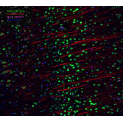 Anti-Iba1 Mouse mAb, Primary Antibody