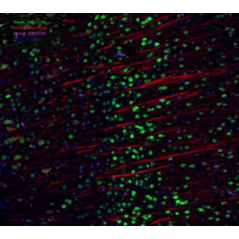 Anti-Iba1 Mouse mAb,...