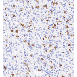 Anti-Iba1 Mouse mAb, Primary Antibody