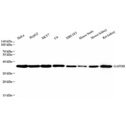 Recombinant Anti-GAPDH antibody (Mouse mAb), Primary Antibody