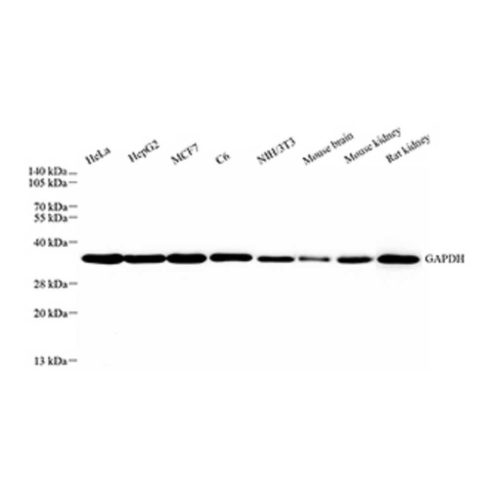 Recombinant Anti-GAPDH antibody (Mouse mAb), Primary Antibody