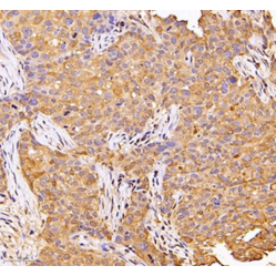 Recombinant Anti-GAPDH antibody (Mouse mAb), Primary Antibody