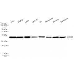 Recombinant Anti-GAPDH...