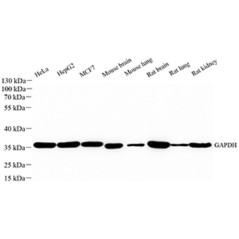 Anti-GAPDH Mouse mAb,...