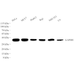 Recombinant Anti-GAPDH...