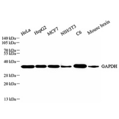 Anti-GAPDH Rabbit pAb,...