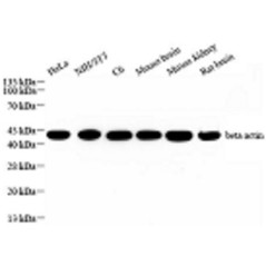 Anti-beta Actin Rabbit pAb,...