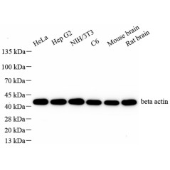 Anti-beta Actin Mouse mAb,...