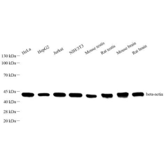 Recombinant Anti-beta Actin...