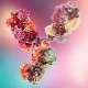 Anti-Actin mAb, Primary...