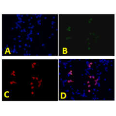Anti-EGFP Rabbit pAb,...
