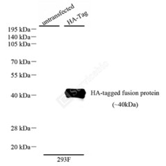 Recombinant Anti-HA Tag...