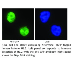 HeLa cell line stably...